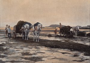 五右衛門の収穫 作： European Photographer